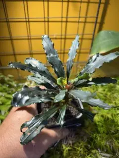 珍奇塊根植物ボスウェリア フレレアナ実生株 鉢ごと発レア品種12