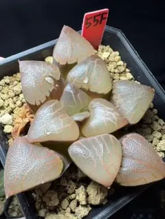 4e 多肉植物　ハオルチア　オーロラ女神　自家繁殖　鉢植え発送 4e 多肉植物 ハオルチア オーロラ女神 自家繁殖 鉢植え発送 - メルカリ