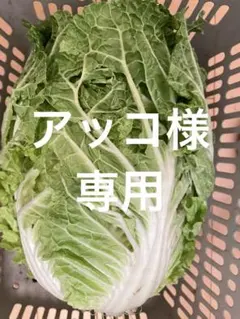 アッコ様専用
