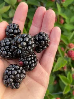 ブラックベリー苗　トリプルクラウン　4号