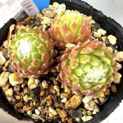 多肉植物 センペルビウム アラクチタン No.14【桃】 - メルカリ