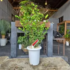 大苗 ユーカリポポラス モカ色テラコッタ鉢植え 苗 苗木 シンボル