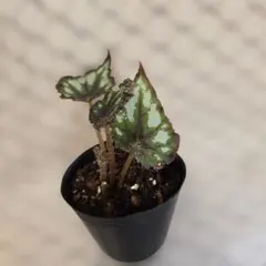 -lemon-様 リクエスト 3点 まとめ商品