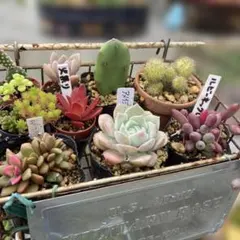 多肉植物 八重桔梗 玉響 抜き苗 ポットの中身全部 セット 多肉アン 