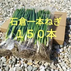 京都府産 九条ねぎ苗 50本 農家直送 無農薬 - メルカリ