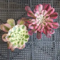 2026年最新】多肉植物 アエオニウム ガーネットの人気アイテム - メルカリ