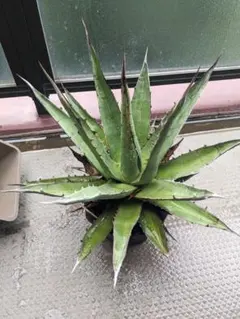 アガベパープソラム（Purpusorum）‼️超希少株48000半額 - メルカリ