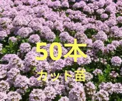 もり様 リクエスト 5点 まとめ商品