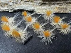 Item thumbnail for item 985f59b4-ab58-4139-bda5-cd8264e18514