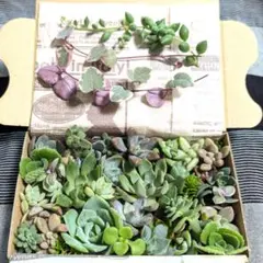 2025年最新】多肉 ピーチ姫の人気アイテム - メルカリ