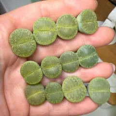 さお様 リクエスト 3点 まとめ商品