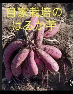 【くぼちゃん様専用】千葉県産べにはるか　芋苗50本　送料込み