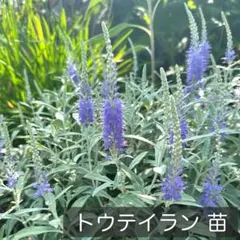 토테이란 (베로니카 오르나타) 월동 식물, 일본 토종 모종으로 나누어진 식물 ⑩