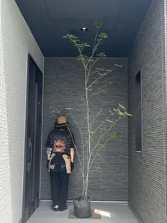 山採り 天然 アオダモ5本株立ち美斑紋 6 - メルカリ