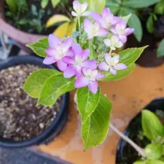 ガク紫陽花 赤 挿し木苗 - メルカリ