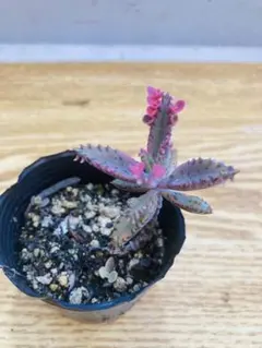 19.不死鳥錦➕錦蝶 多肉植物 カランコエ カット苗+抜き苗 7.5cmポット