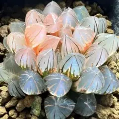C*e様 多肉植物　ハオルチア　霓虹燈オブツーサ錦　鮮明錦　極上斑　超美品