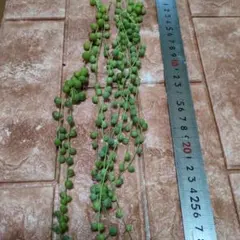 多肉植物カット苗（グリーンネックレス）