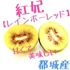 ビタミンC豊富　紅妃【レインボーレッド】　1.2kg ②