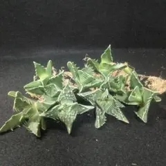 多肉植物 フォーカリア交配種 抜き苗 観葉植物のサムネイル