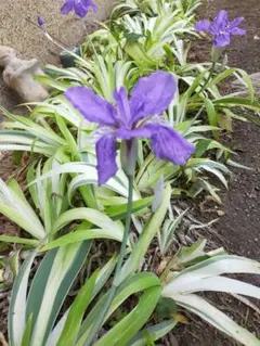 uepon様 リクエスト 3点 まとめ商品