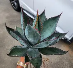 レア‼️スクエアトゥース アガベ コロラータ × ホリダ　ハイブリッド レア‼️スクエアトゥース アガベ コロラータ × ホリダ