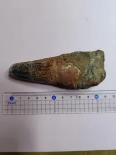 恐竜の歯 [DS398] パロニコドン 化石 希少 レア 恐竜の歯 [DS398] パロニコドン 化石 希少 レア 恐竜の歯 [DS398