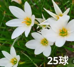 玉すだれ球根 ゼフィランサス球根のサムネイル