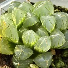 k*a様 OHオブツーサ錦　超美株　ハオルチア　観葉植物　C5