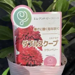 花付き抜群】エキナセア ダブルスクープ クランベリー 4号ポット苗《7