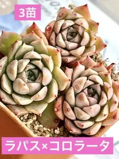 多肉植物　エケベリア　ラパス×コロラータ　3苗　抜き苗　寄せ植え　初心者