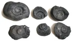 2026年最新】ネパール アンモナイトの人気アイテム - メルカリ