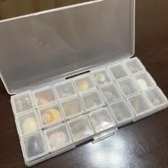 日本海　貝殻セット