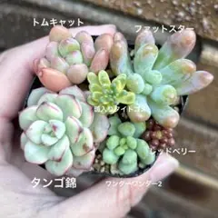 ゲンちゃん様 リクエスト 2点 まとめ商品