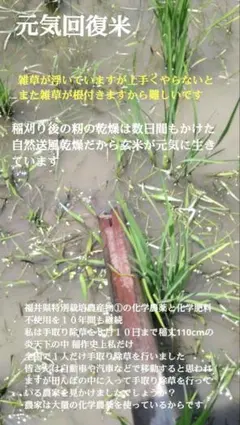 山菜 タラの芽 新潟県産 採れたて新鮮発送 中サイズ 200g - メルカリ