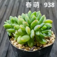 春萌 938 セダム 多肉植物 抜き苗