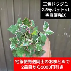 【三色ドクダミ】山野草ポット苗のサムネイル