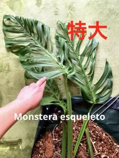 【特大‼️】モンステラ　エスケレート　人気　希少　レア　メルカリ便 2026年最新】monstera esqueletoの人気アイテム - メルカリ