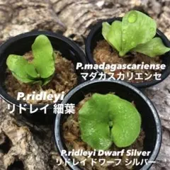 ビカクシダ リドレイ シルベリー マダガスカリエンセ 3株セット MRD-aのサムネイル