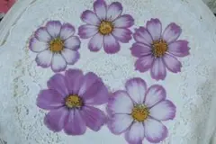 押し花コスモス5枚