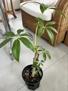 2025年最新】ツピタンサスの人気アイテム - メルカリ