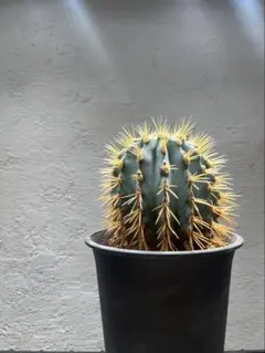 2026年最新】フェロカクタス 王冠竜の人気アイテム - メルカリ