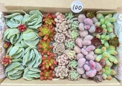 100 多肉植物　多肉弁当　詰め合わせ　寄せ植え　セット　カット苗　韓国苗