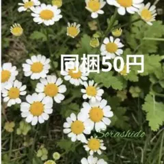 Ree♡様 リクエスト 4点 まとめ商品