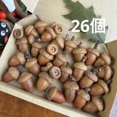 2026 北海道　レッドオーク　どんぐり　帽子が綺麗です！　26個　完全乾燥品