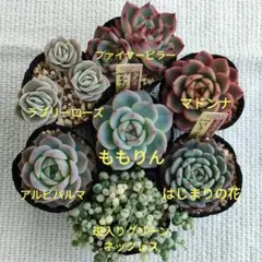 多肉 ももりん入り 7種セット B 抜き苗