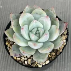 2026年最新】リンゼアナの人気アイテム - メルカリ