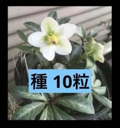クリスマスローズ　斑入り　ニゲル　種　種子　バリエガータ　白　ホワイト　白花のサムネイル