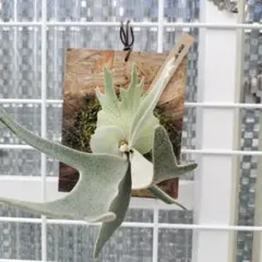 ︎︎︎︎☑︎P.alcicorne Madagascar Dwarf OC ビカクシダ - メルカリ