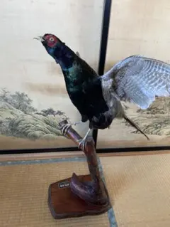 2025年最新】キジ 剥製の人気アイテム - メルカリ